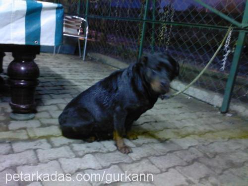 ROSE Dişi Rottweiler