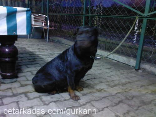 ROSE Dişi Rottweiler