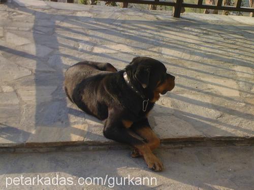 dıesell Erkek Rottweiler