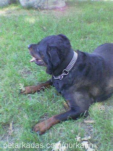 ROSE Dişi Rottweiler