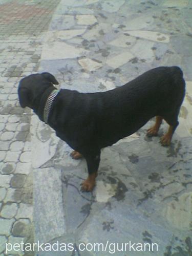 ROSE Dişi Rottweiler