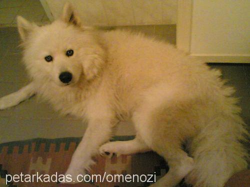 tito Erkek Samoyed