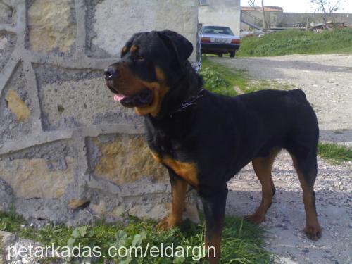 ares Erkek Rottweiler