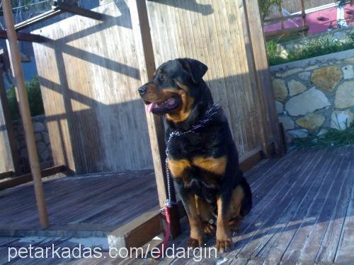 ares Erkek Rottweiler