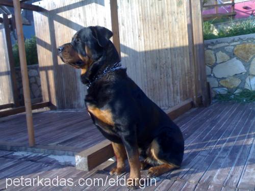 ares Erkek Rottweiler