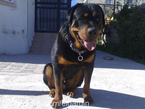 ares Erkek Rottweiler