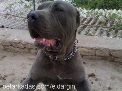 Zeus Erkek Napoliten Mastiff