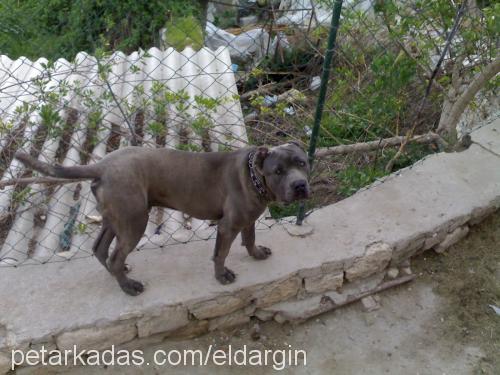 Zeus Erkek Napoliten Mastiff