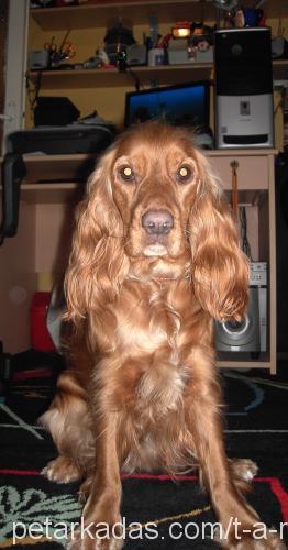 Tarçın Dişi İngiliz Cocker Spaniel