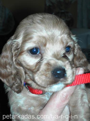 Tarçın Dişi İngiliz Cocker Spaniel