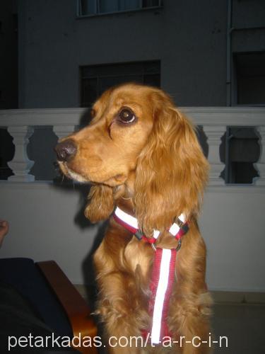 Tarçın Dişi İngiliz Cocker Spaniel