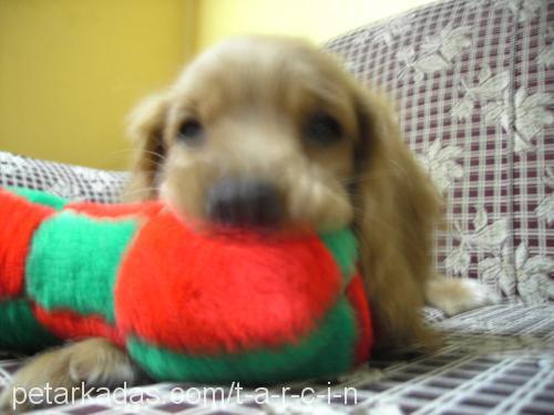 Tarçın Dişi İngiliz Cocker Spaniel