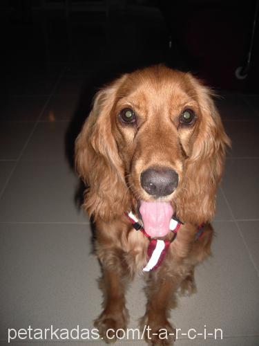 Tarçın Dişi İngiliz Cocker Spaniel