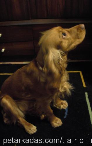 Tarçın Dişi İngiliz Cocker Spaniel