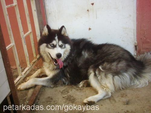 ARES Erkek Sibirya Kurdu (Husky)