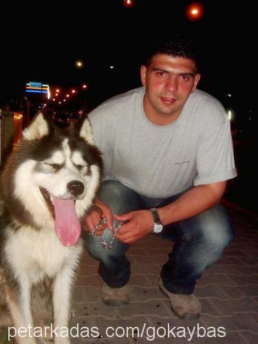 ARES Erkek Sibirya Kurdu (Husky)