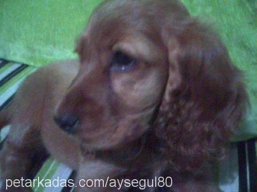 Tarçın Dişi İngiliz Cocker Spaniel