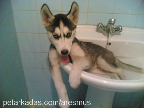 ares Erkek Sibirya Kurdu (Husky)