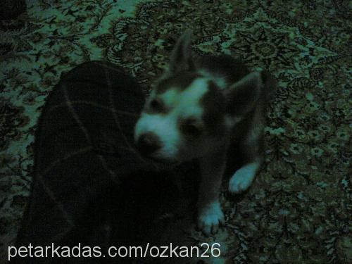 keşiş Erkek Sibirya Kurdu (Husky)