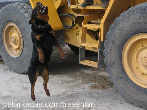 zeus Erkek Rottweiler