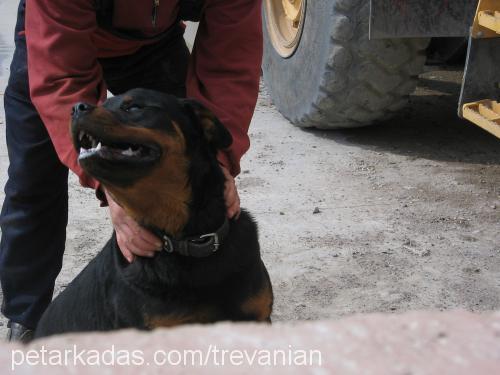 zeus Erkek Rottweiler