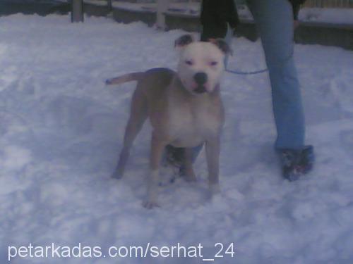 ROCKY Erkek Amerikan Staffordshire Terrier