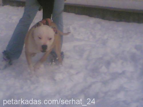 ROCKY Erkek Amerikan Staffordshire Terrier