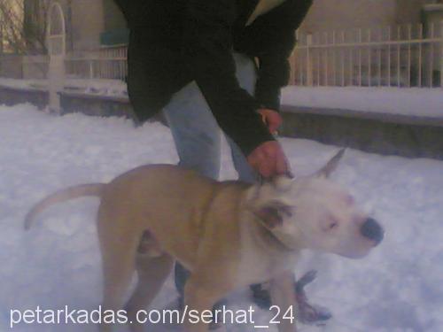 ROCKY Erkek Amerikan Staffordshire Terrier