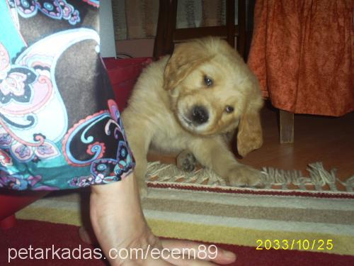 haydut Erkek Golden Retriever