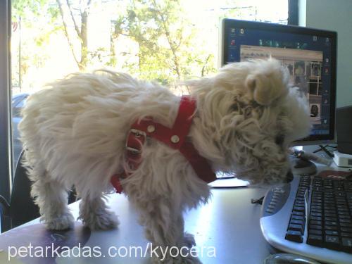 paŞa Erkek West Highland White Terrier