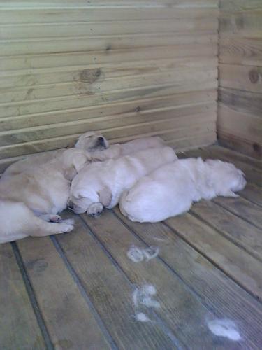 14 kafadar Dişi Golden Retriever