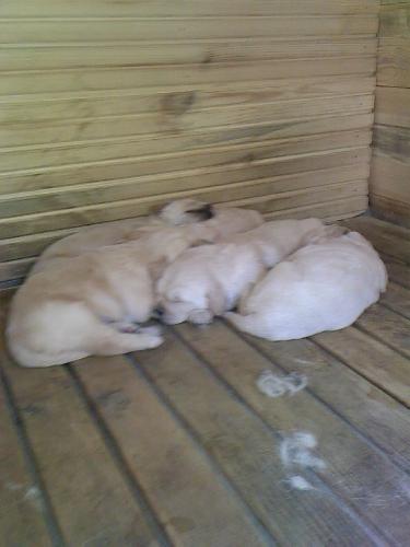 14 kafadar Dişi Golden Retriever