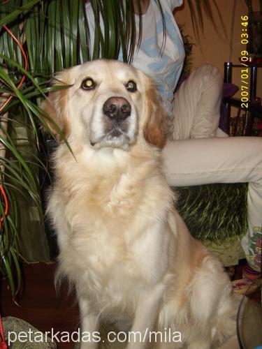 oskar Erkek Golden Retriever