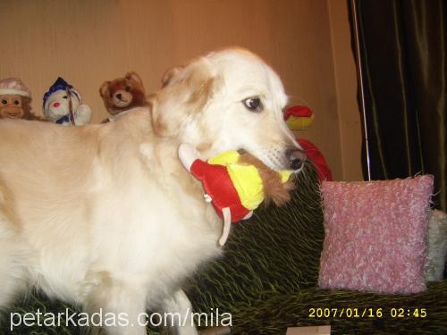 oskar Erkek Golden Retriever