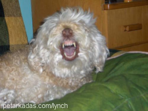 badem Dişi West Highland White Terrier