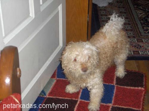 badem Dişi West Highland White Terrier