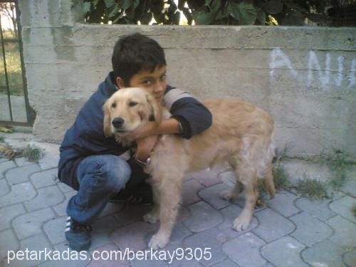 betsy Dişi Golden Retriever