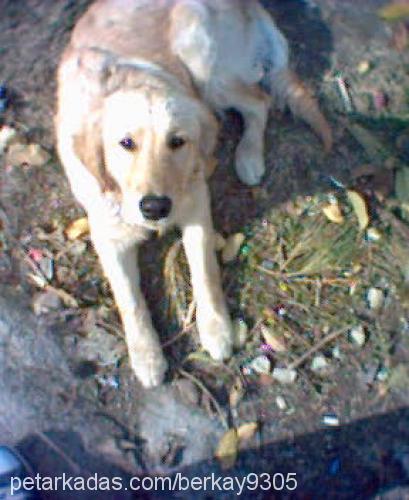 betsy Dişi Golden Retriever