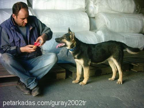 Çakıl Dişi Alman Çoban Köpeği