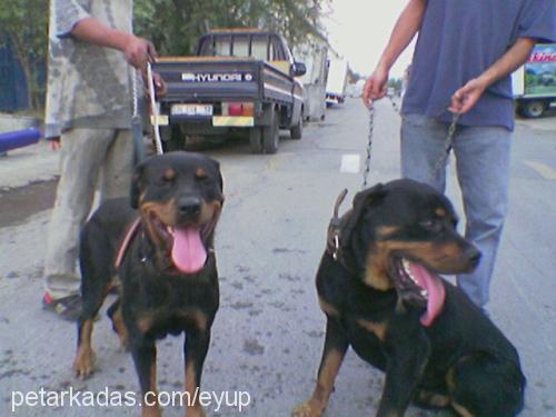 paşa Erkek Rottweiler