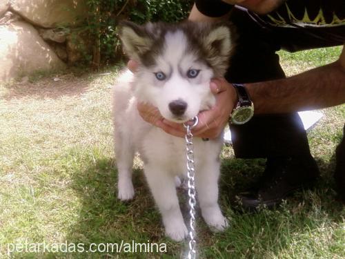 almina Dişi Sibirya Kurdu (Husky)