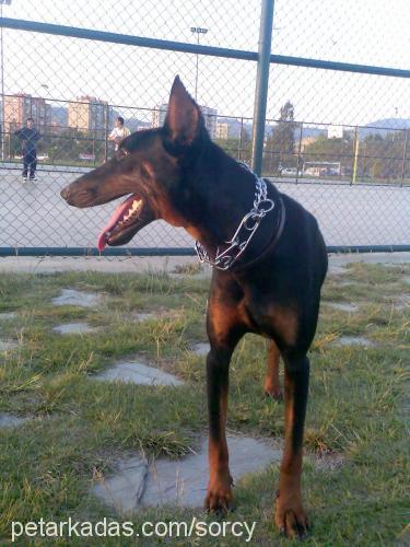 Lara Dişi Doberman Pinscher