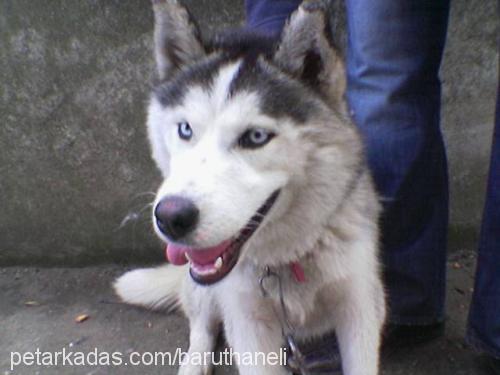 şila Dişi Sibirya Kurdu (Husky)