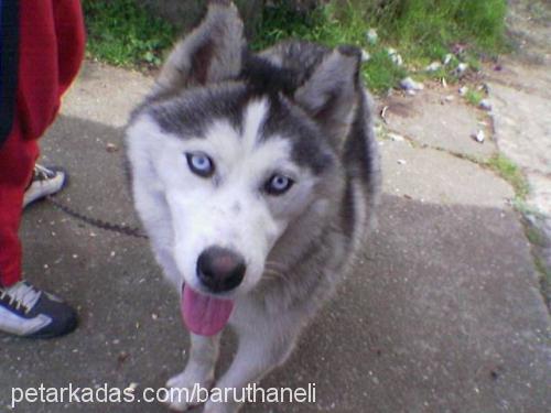 şila Dişi Sibirya Kurdu (Husky)