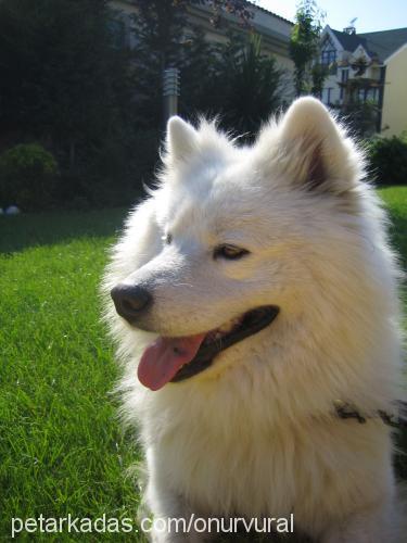 Şerbet Erkek Samoyed