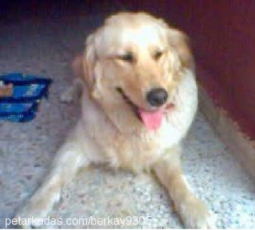 betsy Dişi Golden Retriever