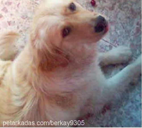 betsy Dişi Golden Retriever