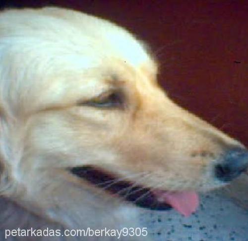 betsy Dişi Golden Retriever