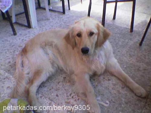 betsy Dişi Golden Retriever