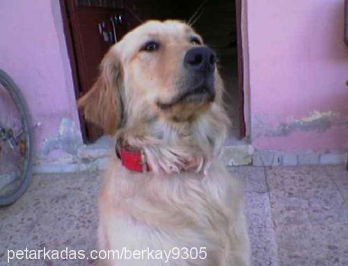 betsy Dişi Golden Retriever